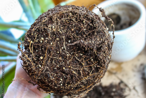 Canvas Print person holding a plant removed from its container, revealing its root system prior to splitting and repotting