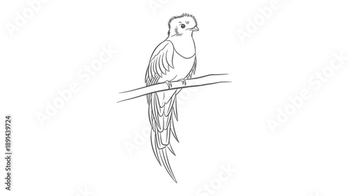 Quetzal Resting: Line art image features a resplendent quetzal bird perched serenely on a delicate branch, captured in elegant, flowing lines
