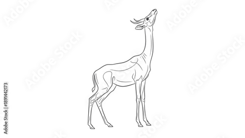 Gazelle Silhouette: A delicate black and white illustration of a gazelle, stretching its neck, exuding elegance and grace.