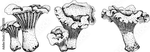Vector detailed hand drawn mushroom illustration set in vintage botanical engraving style, black and white ink drawing with stippling and line art, organic forest fungi, trending botanical artwork