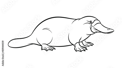 Platypus Illustration: A detailed line drawing of a platypus, a unique Australian mammal with a distinctive bill and webbed feet, showcases its unusual features.