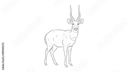 Linear Deer Portrait: A simple yet elegant linear illustration of a deer, featuring its graceful form and antlers, perfect for conveying a sense of natural beauty and minimalism.