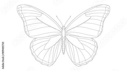 Butterfly Illustration: A meticulously crafted line drawing of a butterfly, showcasing intricate details and delicate wing patterns.