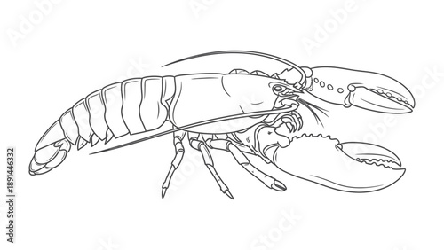 Lobster Contour: A detailed, monochromatic illustration of a lobster, showcasing its intricate anatomy and form. 