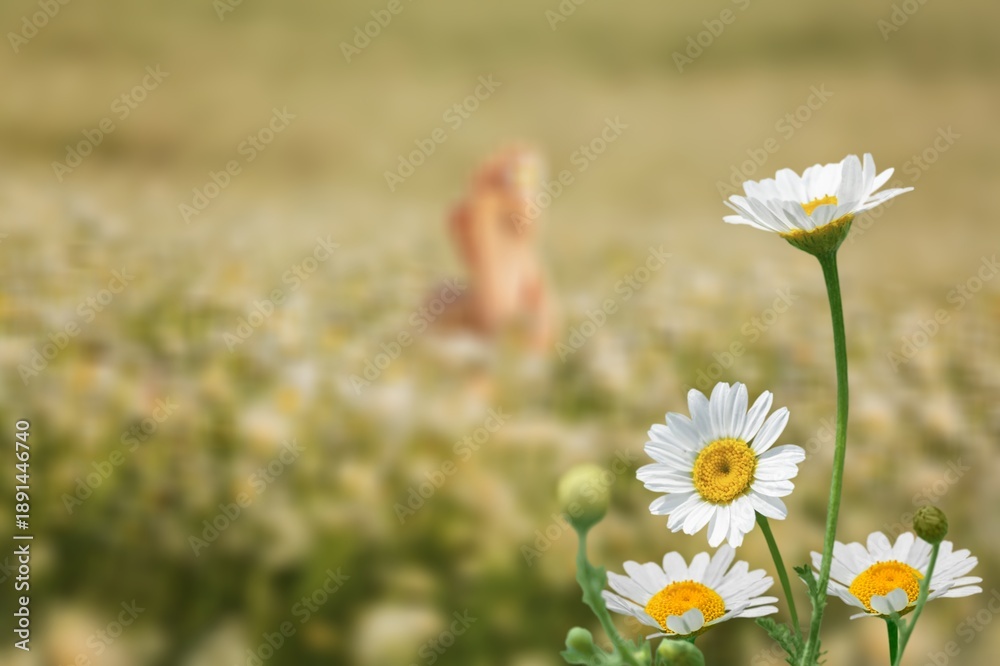 Fototapeta premium Garden photos of beautiful fresh Daisy flowers