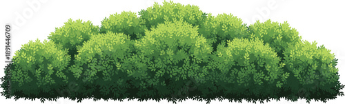 Long green garden hedge and lush shrubbery isolated on white background for landscape design.