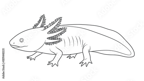 Axolotl Outline Illustration: A detailed black and white illustration of an axolotl, highlighting its unique features and anatomical details.
