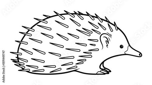 Echidna sketch: A detailed sketch captures the unique features of a curious echidna, showcasing its spiky coat and distinctive snout. 