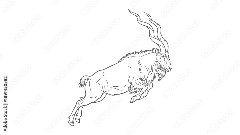 Obraz premium Majestic Ibex Sketch: A dynamic monochrome sketch captures the strength and elegance of an Ibex in full stride, highlighting its impressive horns and powerful physique.