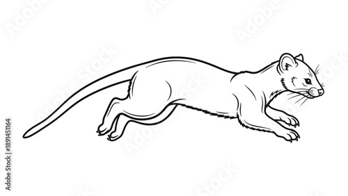 Playful Polecat Illustration: A graceful polecat leaping forward, captured in a detailed monochrome illustration that highlights its lithe form and the energy of its motion.