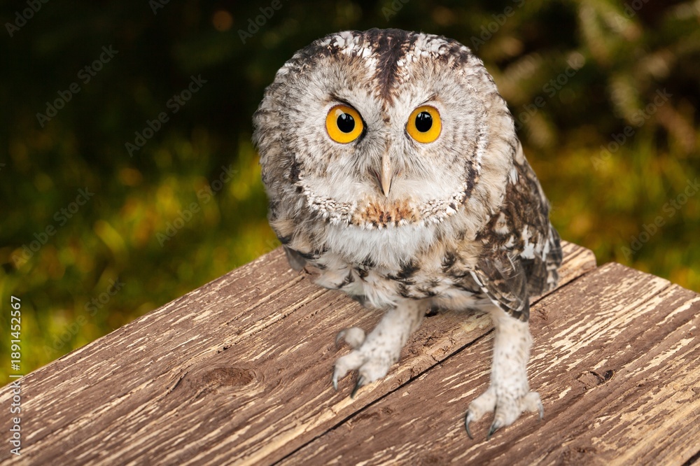 Obraz premium Barn owl beautiful bird on desk