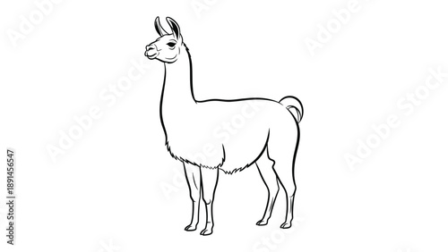Elegant Llama Contour: A minimalist, clean contour of a majestic llama, captured in a graceful standing pose, perfect for showcasing the animal's refined form and spirit.