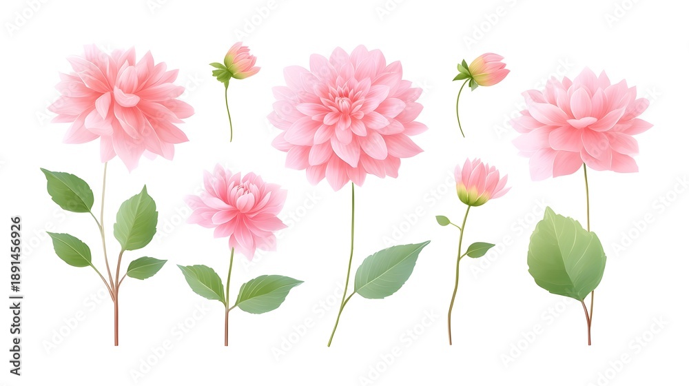 Obraz premium A collection of beautiful pink dahlia blooms including full flowers and budding flowers presented in a watercolor illust n style on an isolated white background