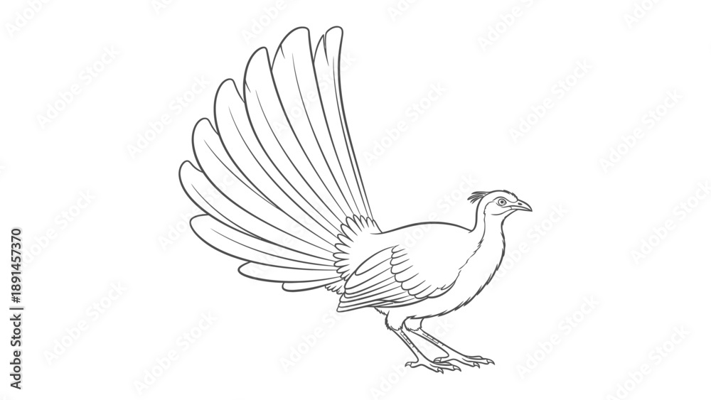 Fototapeta premium Elegant Lyrebird Sketch: A delicate pencil sketch presents a majestic lyrebird in full display, showcasing its magnificent tail feathers.