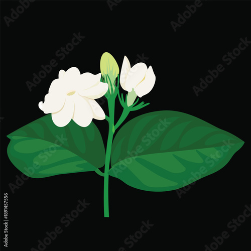 Jasmine flower branches with green leaves in watercolor. Jasmine blossom collection illustration.
