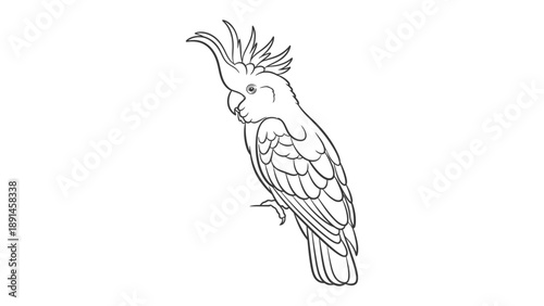 Graceful Cockatoo Contour: An elegant sketch depicts a charming cockatoo, its feathers artfully defined and poised gracefully.
