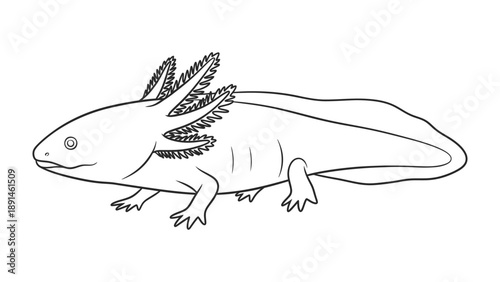 Axolotl Line Art Illustration: A detailed line drawing of an axolotl, showcasing its unique feathery gills and salamander-like features.