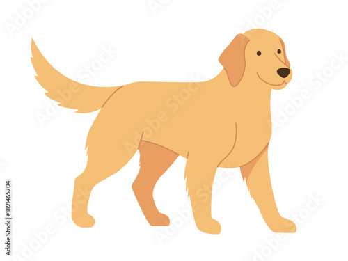 A golden retriever standing at full height. Flat Vector illustration isolated on a white background