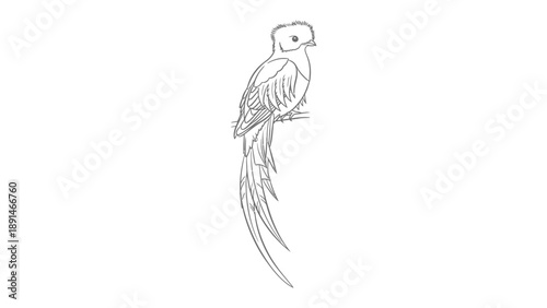 Quetzal Bird Illustration: An elegant sketch of a resplendent quetzal, with long tail feathers, perches gracefully, its intricate details highlighting the bird's beauty and poise.