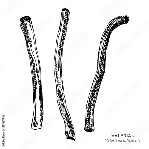 Valerian root hand drawn vector illustration. Medicinal plant sketch for herbal medicine and natural products. Not AI generated.