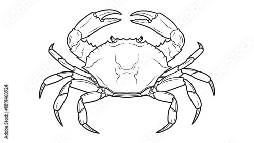 Coastal Crustacean: A detailed illustration of a crab showcasing its prominent claws and intricate shell, capturing the essence of marine life.