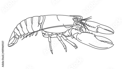 Lobster Outline: A precise line drawing of a lobster, showcasing its intricate anatomy and distinctive features.