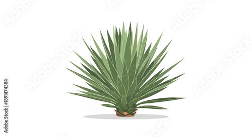Vibrant desert succulent illustration with sharp green leaves radiating outwards against a pristine white background