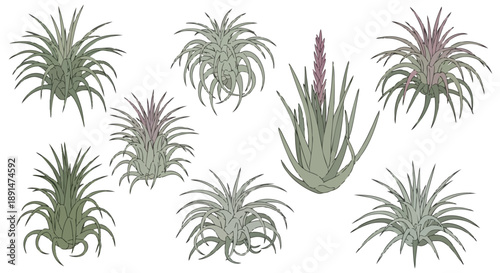 Elegant collection of diverse stylized air plants showcasing unique botanical forms and vibrant subtle hues