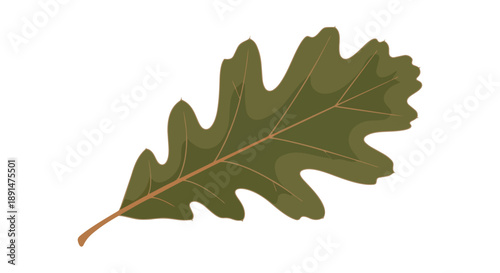 Detailed illustration of a fresh green oak leaf, highlighting its distinctive lobed shape and delicate venation, perfect for natural themes and