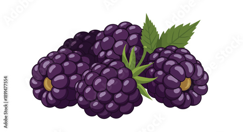 Juicy hand-drawn blackberries with fresh green foliage isolated on white