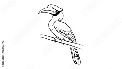 Hornbill Perched: An elegant hornbill perches gracefully on a branch, its striking beak and plumage a testament to the beauty of nature.