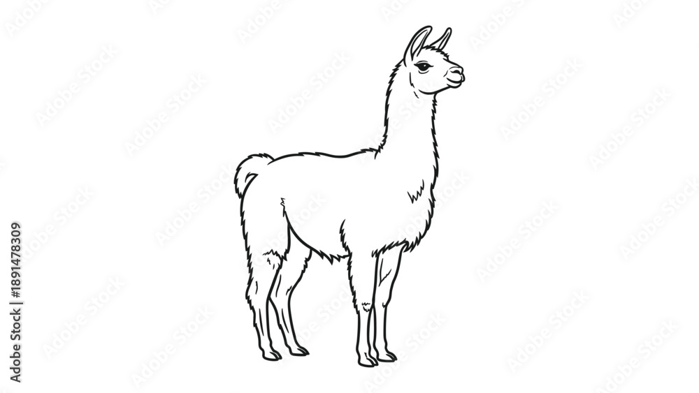 Fototapeta premium Majestic Llama in Profile: A serene black and white illustration of a llama stands gracefully in profile, its elegant neck and gentle demeanor adding a touch of peacefulness.