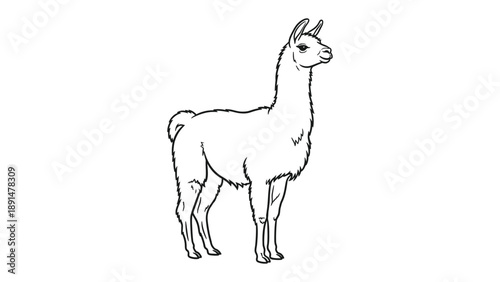 Majestic Llama in Profile: A serene black and white illustration of a llama stands gracefully in profile, its elegant neck and gentle demeanor adding a touch of peacefulness.