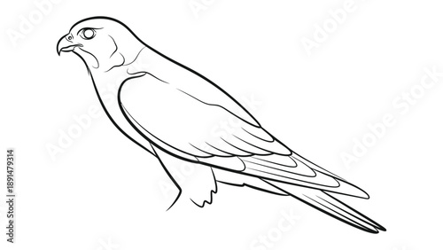 Elegant Falcon Illustration: A striking line drawing captures the elegance and power of a falcon, showcasing its sharp gaze and streamlined form.
