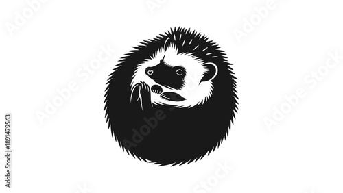 Monochrome image of a curled up hedgehog on white background.