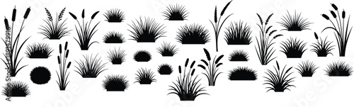 Black silhouettes of various grasses and cattails plants black, silhouettes, grasses, cattails, plants, vegetation, foliage, reeds, water plants, botanical, white background, various, collection, whit