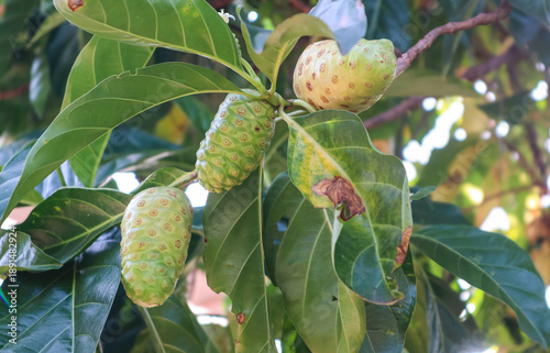 Obraz na plátně Close-up of noni fruit (Morinda citrifolia) growing on tree with green leaves, showing different ripeness stages, tropical plant in natural outdoor environment