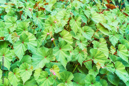 Fotografija Beautiful begonia leaves as a background