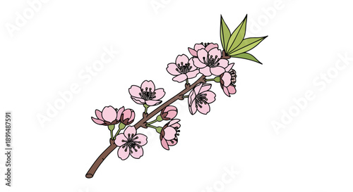 Delicate spring blossom branch vector illustration blooming pink flowers and green leaves on a clean white background a beautiful floral graphic art