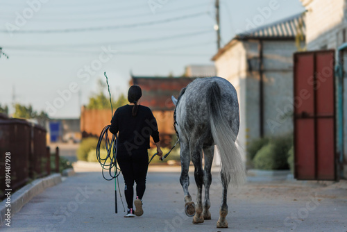 A girl leads a gray horse in the evening
