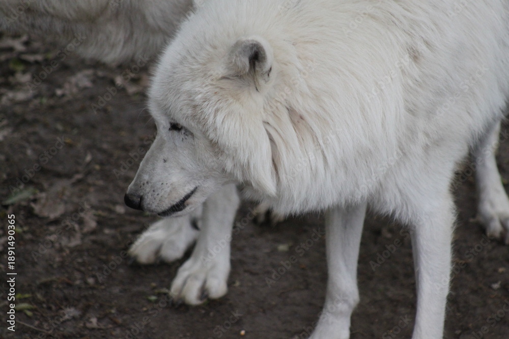 Obraz premium Polarwolf