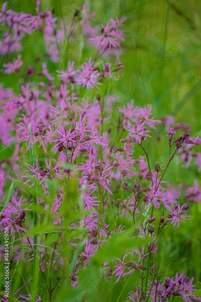 Obraz premium Delicate pink flowers sway gently in a warm spring breeze, filling the meadow with color and life