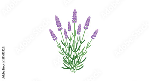 An elegant botanical depiction of lavender blooms, showcasing their gentle purple hues and verdant foliage on a pristine white backdrop, evoking