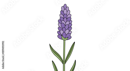 A clear and simple cartoon-style representation of a fragrant lavender blossom, featuring its unmistakable stacked purple flower buds and long green
