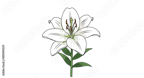 An elegant monochrome artistic rendition of a fresh lily bloom, showcasing delicate petals and botanical details perfect for serene design elements