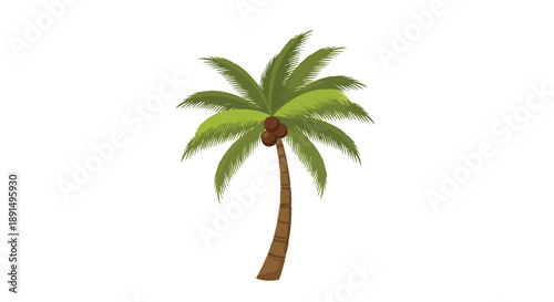 A charming isolated graphic of a tropical coconut palm tree with lush green foliage and ripe brown fruit symbolizing vacations paradise and sunny