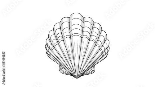 Detailed black and white line drawing of a classic scallop seashell highlights its natural ridges and graceful symmetry.