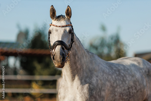 Photos Gray apple horse on a farm