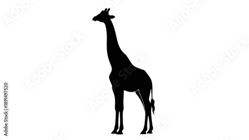 Silhouette of a Giraffe Standing Tall Against White Background.