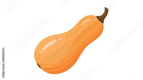 Vector illustration of a fresh butternut squash with a smooth orange skin and a brown stem isolated on a plain white background.